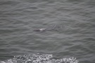 Missing Picture